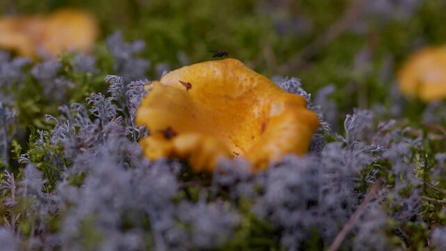 Forest mushroom season: yellow Chanterelles growing in green moss in the forest, later collected in a rustic wicker basket