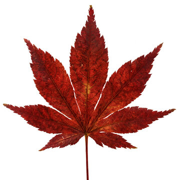 Scarlet maple leaf dissected form Acer palmatum isolated on a transparent background for botanical design projects