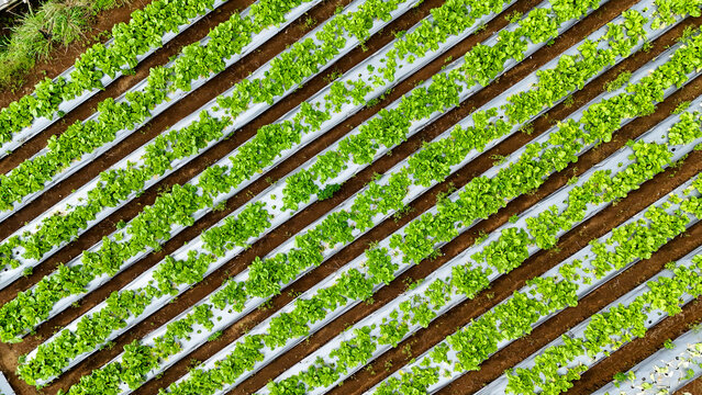 Aerial view of lush green vegetable crops planted in neat, parallel rows on dark soil with plastic mulch in Sukabumi Regency, West Java, Indonesia.