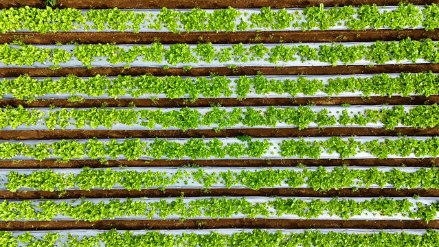 Aerial view of rows of lush green vegetable crops planted in neat lines on a farm in Sukabumi Regency, West Java, Indonesia.