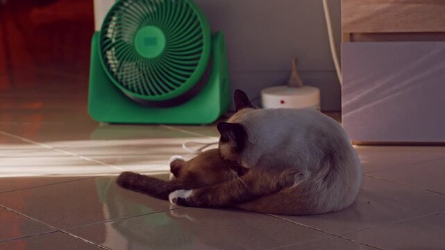 Siamese Cat Grooms Fur on Tiled Floor Beside a Green Electric Fan in Home Interior, Low Viewpoint Showing Pet Care and Summer Comfort