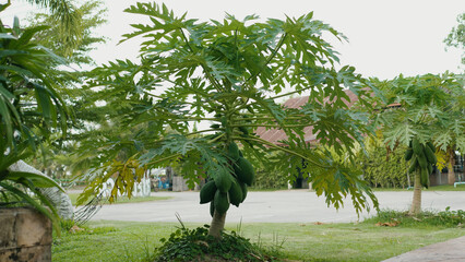A papaya tree laden with fruit—the result of sustainable agriculture that preserves native tropical varieties—growing in a home garden. © FOTO SALE