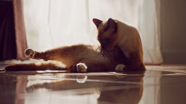 Siamese Cat Grooms Fur on a Reflective Floor by Sheer Curtains, Warm Sunlight Shows Calm Indoor Pet Care and Wellbeing