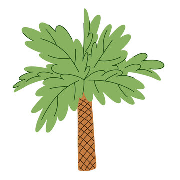 Tropical palm tree illustration with broad layered fronds and textured trunk for summer decor, travel branding, botanical posters, textile design, packaging and exotic interiors