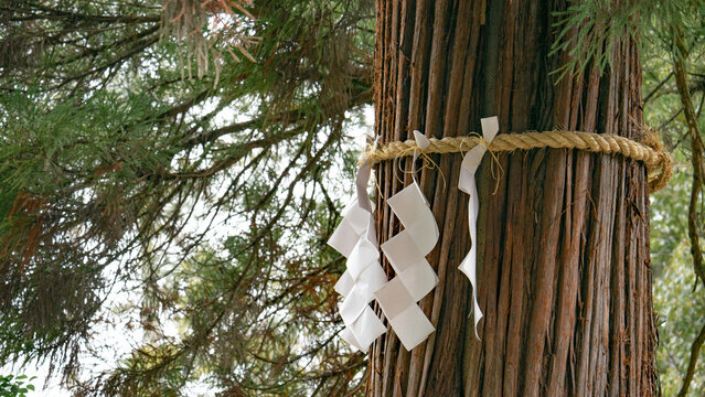 Sacred tree wrapped with shimenawa rope and white shide at a Shinto shrine