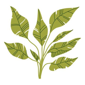 Tropical botanical branch with olive green elongated leaves and decorative line details for textile design, stationery, packaging, wallpaper, wall art and natural home decor
