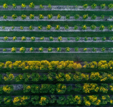 Aerial view of Leelanau Peninsula with rows of vibrant vineyards and apple orchards stretching across the farmland in Leelanau Township, Michigan, United States.
