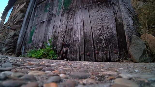 Curious Dark Kitten Emerging From Old Wooden Gate