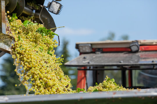 07 September 2026, Freshly harvested white grapes are unloaded from a machine during wine harvest in Haltnau, Germany.