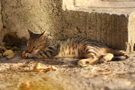 Cute cat in a Mediterranean garden. Selective focus.