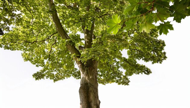 Freigestellte Ahornblattrige Platane Vor Weissem Hintergrund
