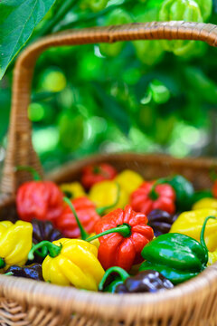 Basket with mixed habanero peppers surrounded by green leaves. Fresh chili harvest natural outdoor composition