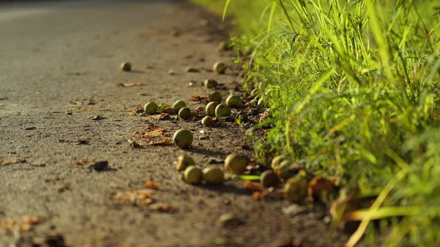 A cluster of ripe a green apples drops from the branches of an apple tree on the ground.