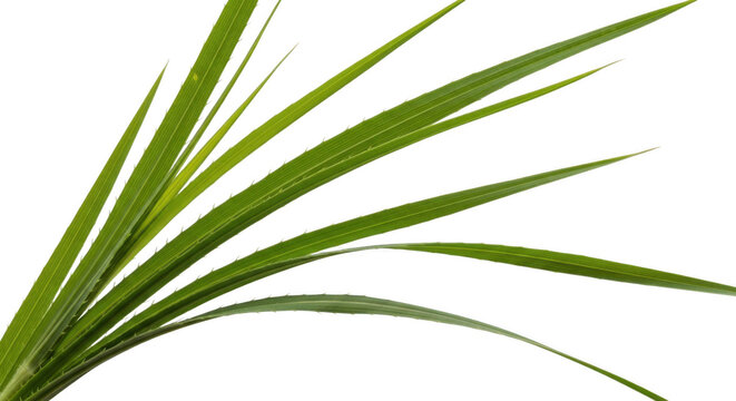 Fresh green grass-like plant with long leaves