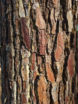 Pinus pinaster_Maritime Pine brown tree bark in summer with sunlight in the morning
