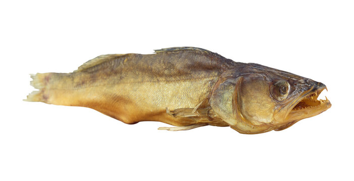 Whole smoked zander fish isolated from background. Hot smoked pike perch river fish gourmet snack isolated clipping path