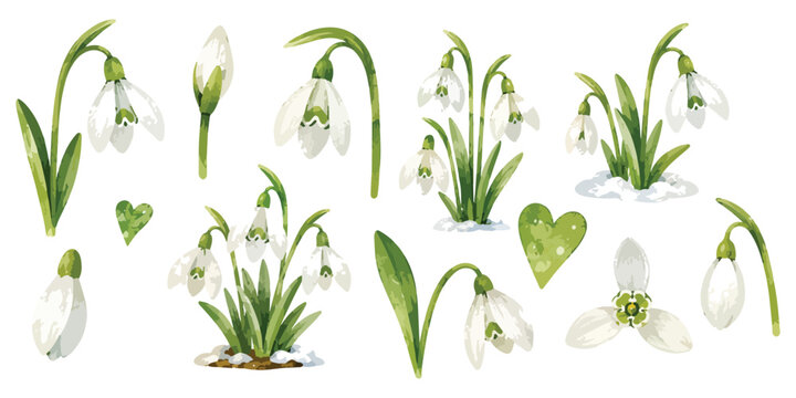 Watercolor Spring Snowdrop Flowers and Green Leaves Set Isolated on White Background
