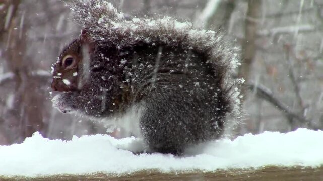 Cute gray squirrel sitting on snowy wooden fence eating food during heavy winter snowstorm