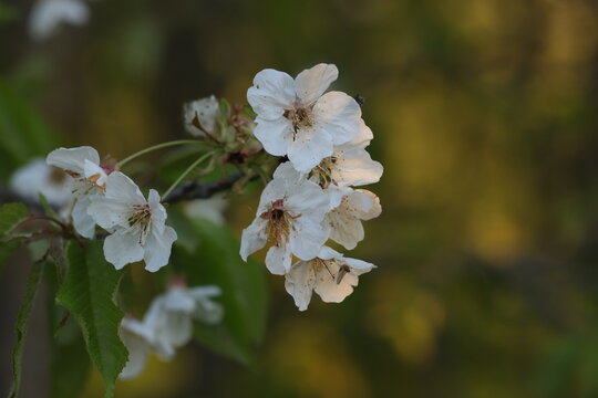 fiori di ciliegio in primavera al tramonto