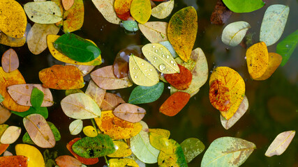 Scattered fallen foliage with water droplets drifting on a dark pond. © FdaxssPhotos