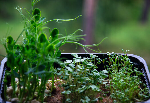 Freshly grown microgreens in a black tray ready for harvesting and consumption