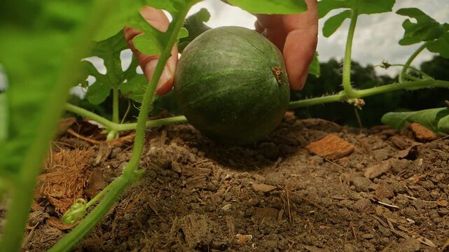 Dolly slider, close up. Bare Hand Touches a Young Watermelon on Vine, Low Ground View Shows Leaves and Soil Supporting Fresh Garden Growth