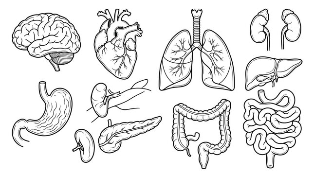 Set of hand drawn human internal organs isolated on a white background for medical education