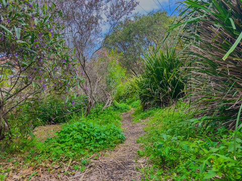 Flora along the shores of Cooks river in Canterbury Sydney NSW Australia on a beautiful Spring afternoon