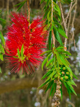 Flora along the shores of Cooks river in Canterbury Sydney NSW Australia on a beautiful Spring afternoon