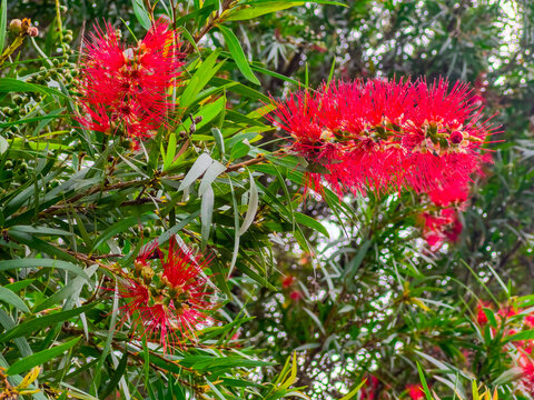 Flora along the shores of Cooks river in Canterbury Sydney NSW Australia on a beautiful Spring afternoon