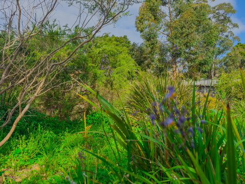 Flora along the shores of Cooks river in Canterbury Sydney NSW Australia on a beautiful Spring afternoon