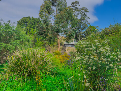 Flora along the shores of Cooks river in Canterbury Sydney NSW Australia on a beautiful Spring afternoon
