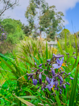 Flora along the shores of Cooks river in Canterbury Sydney NSW Australia on a beautiful Spring afternoon