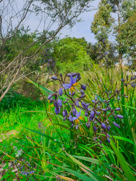 Flora along the shores of Cooks river in Canterbury Sydney NSW Australia on a beautiful Spring afternoon
