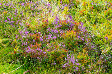Obraz premium Beautiful native mountain plants growing in high altitude. A seasonal scenery of World Heritage area in Western Norway.