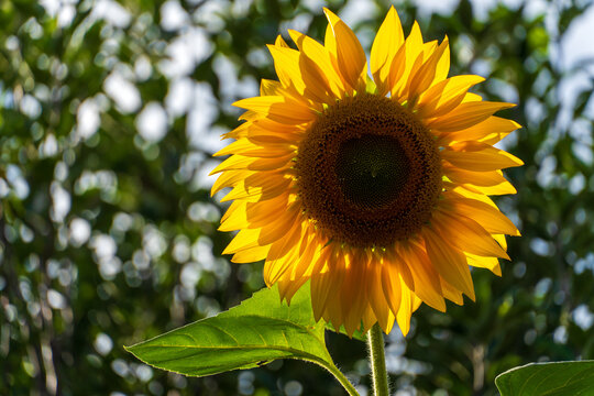 Gew&ouml;hnliche Sonnenblume in voller Bl&uuml;te