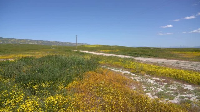 Carrizo Plain Wildflowers and Road Super Bloom California USA