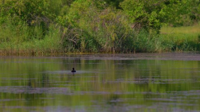 Eurasian coot swimming on sunny lake with green reflections in spring.