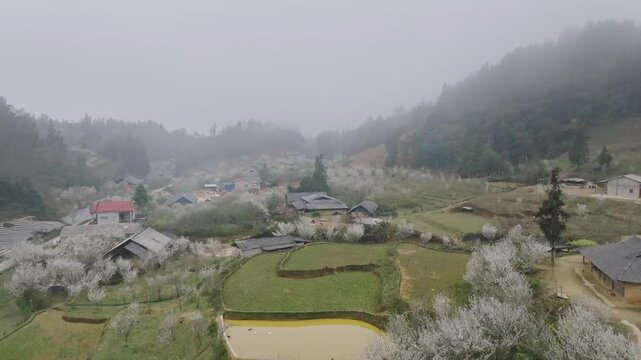 Aerial view of white plum blossoms surrounding a rural mountain village and rice fields in misty Ta Van Chu, Lao Cai, northern Vietnam.