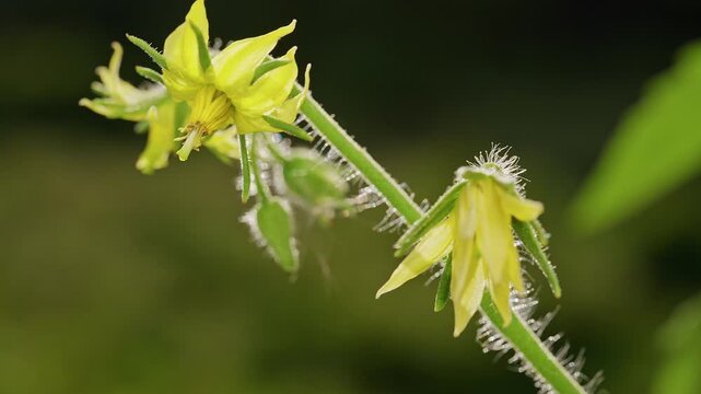 Yellow Tomato Flowers Bloom on a Hairy Green Stem, Macro Garden View Highlights Plant Growth and Fresh Food Cultivation