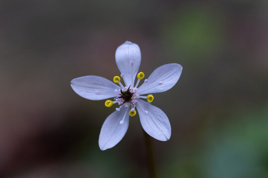 Delicate white coptis japonica flower blooming in early spring forest with copy space on soft blurred bokeh background