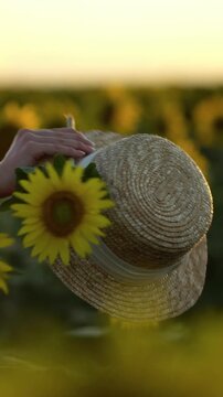 Woman walking through a blooming sunflower field at golden sunset, holding a straw hat and a sunflower. Peaceful summer countryside lifestyle.