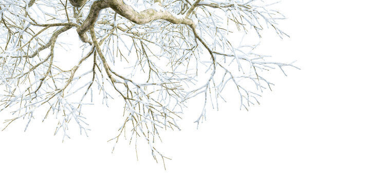 Bare winter tree branches with snow framing top edge isolated on transparent background