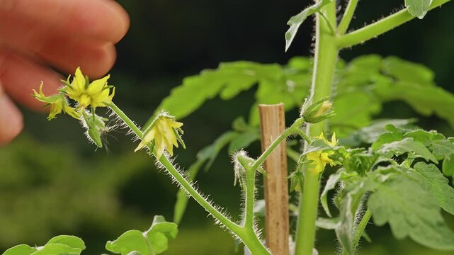 Bare Hand Gently Inspects Yellow Tomato Blossoms on a Staked Garden Plant, Showing Care During Vegetable Cultivation