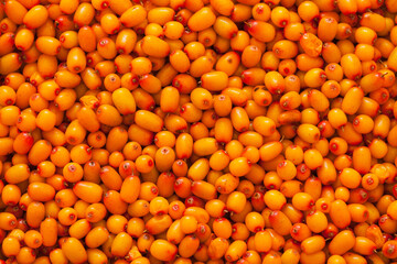 Fresh garden sea buckthorn (Lat. Hippophae). Top view of juicy orange and yellow berries. Fruit background. Healthy, organic, seasonal produce rich in vitamins. Autumn berry harvest © Katvic