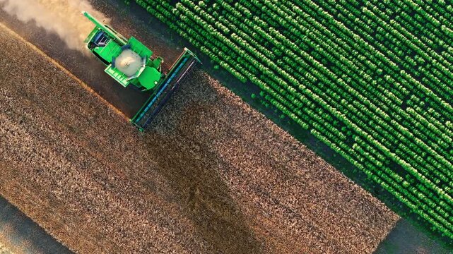 Combine harvester cuts a ripe crop beside rows of green plants, leaving a trail of dust across the field. Overhead drone tracking shot shows mechanized harvesting and contrasting farmland textures.