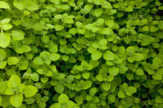Ajwain green leaves background.
