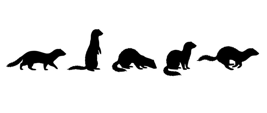 Five Ferrets Silhouettes in Various Poses Isolated on Transparent Background