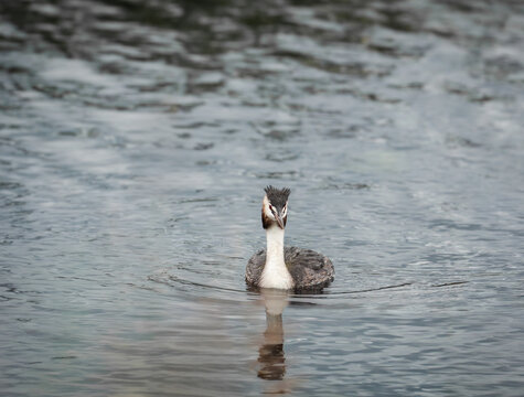 Beautiful great crested grebe swimming in its natural freshwater habitat, surrounded by gentle ripples and reflections.