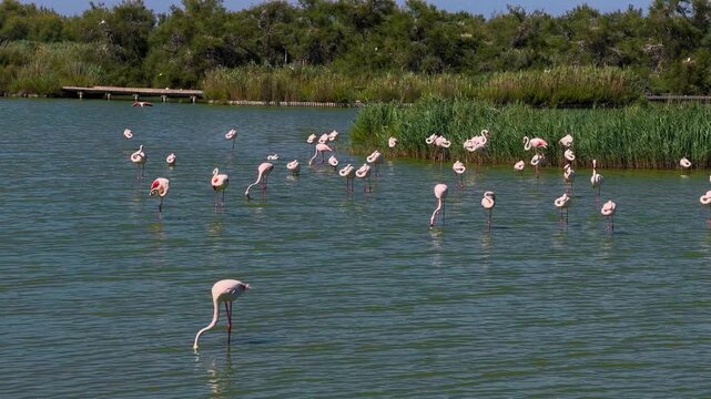 Pink flamingos among the reed marshes of the Camargue, southern France. High quality 4k footage